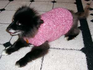 Sheba in her sweater